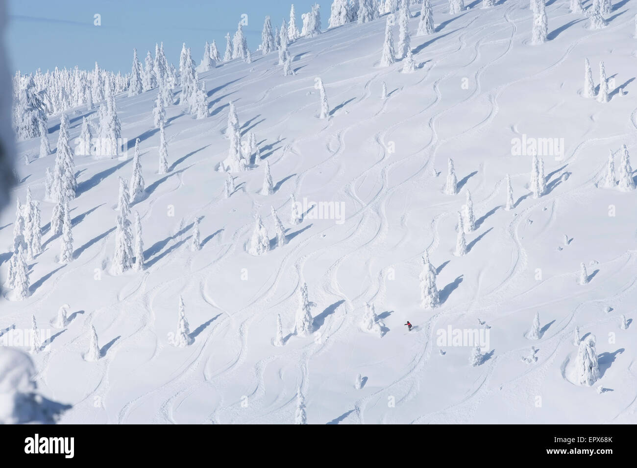 USA, Montana, Whitefish, pente de ski avec snowy trees Banque D'Images