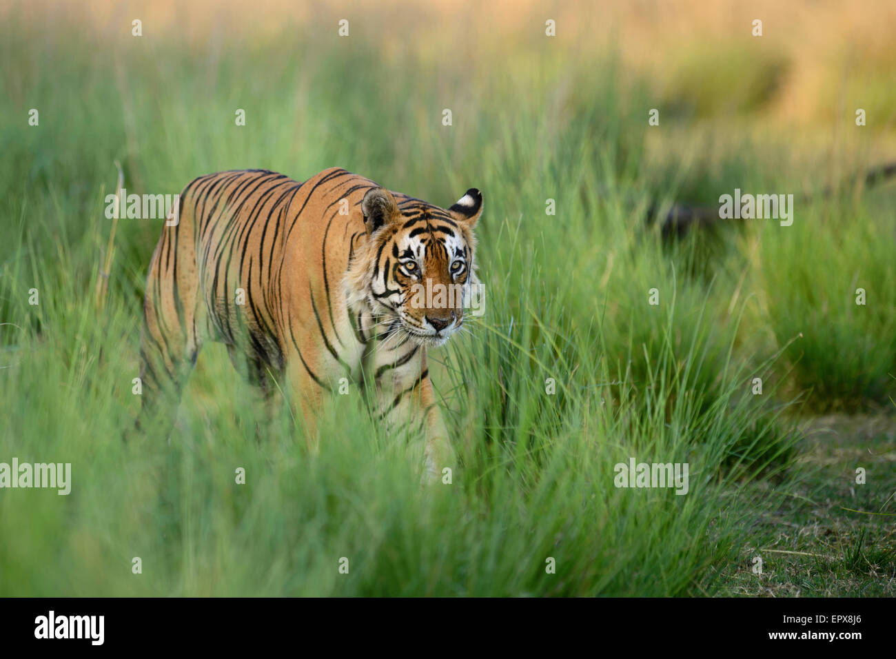 Tigre du Bengale mâle dominant 'Star' ou T28 marche à travers l'herbe verte dans la Réserve de tigres de Ranthambhore, Rajasthan, Inde. Banque D'Images