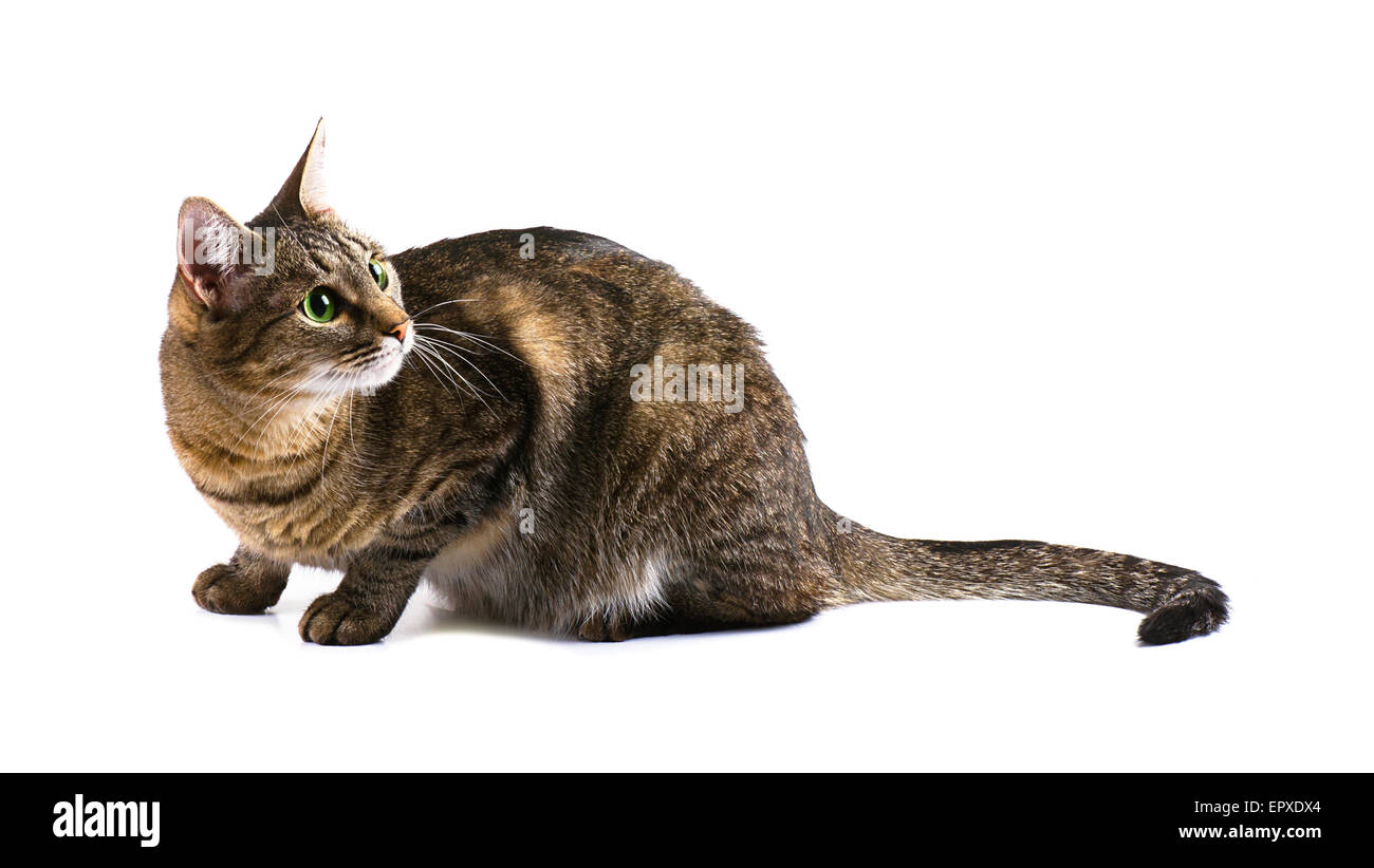Surpris Tabby cat on a white background Banque D'Images