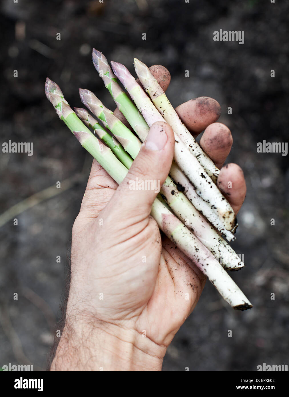 Les tiges des asperges dans la main de l'homme. Banque D'Images