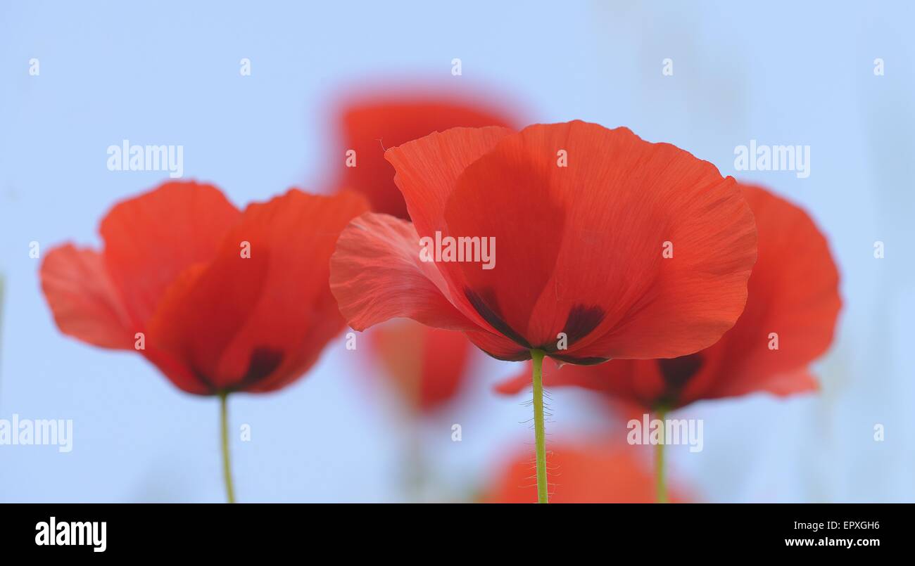 Poppies against a blue sky Banque D'Images