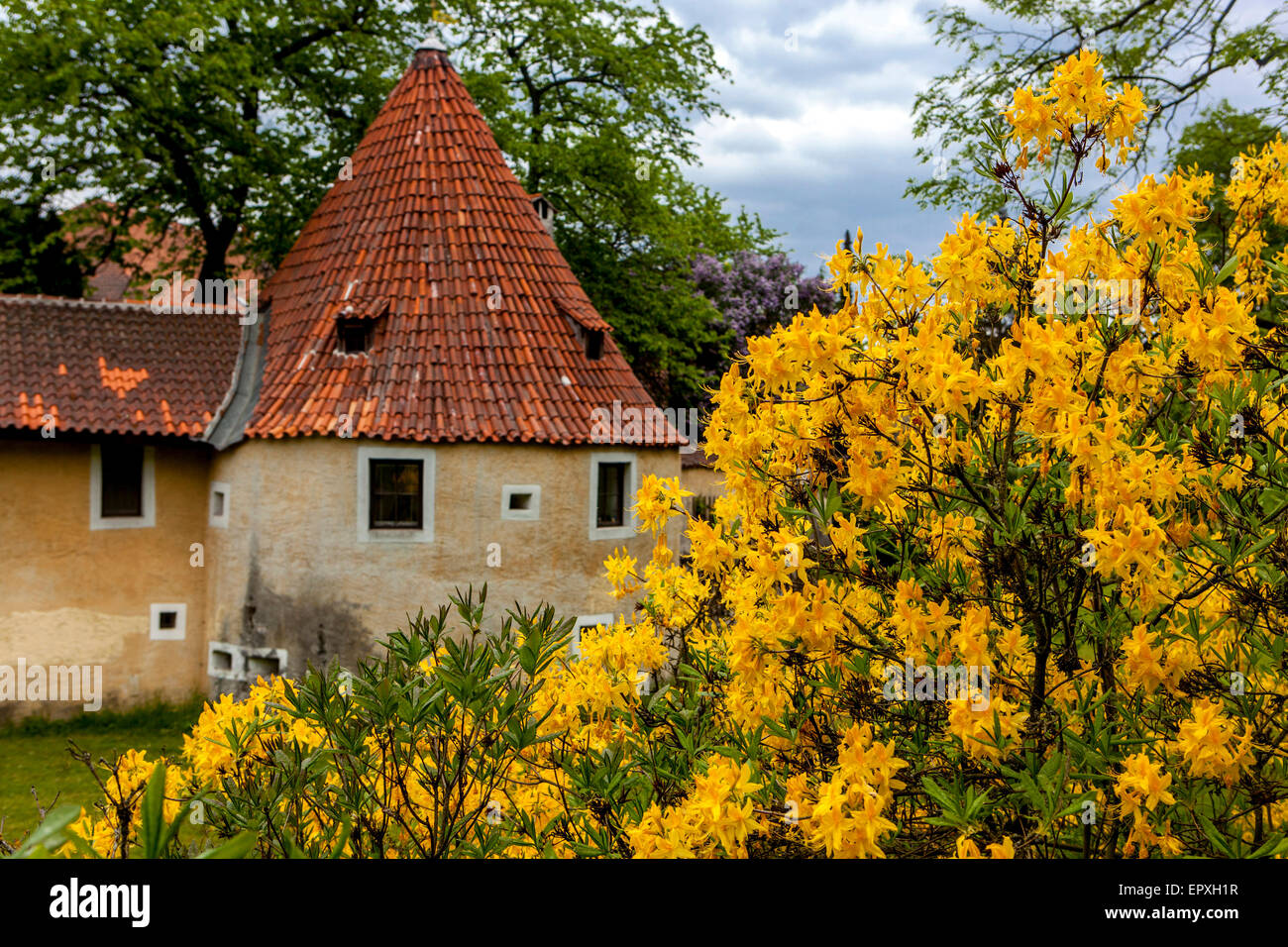 Trebon République tchèque, reste fortifications de la ville. Floraison de Rhododendron luteum Banque D'Images