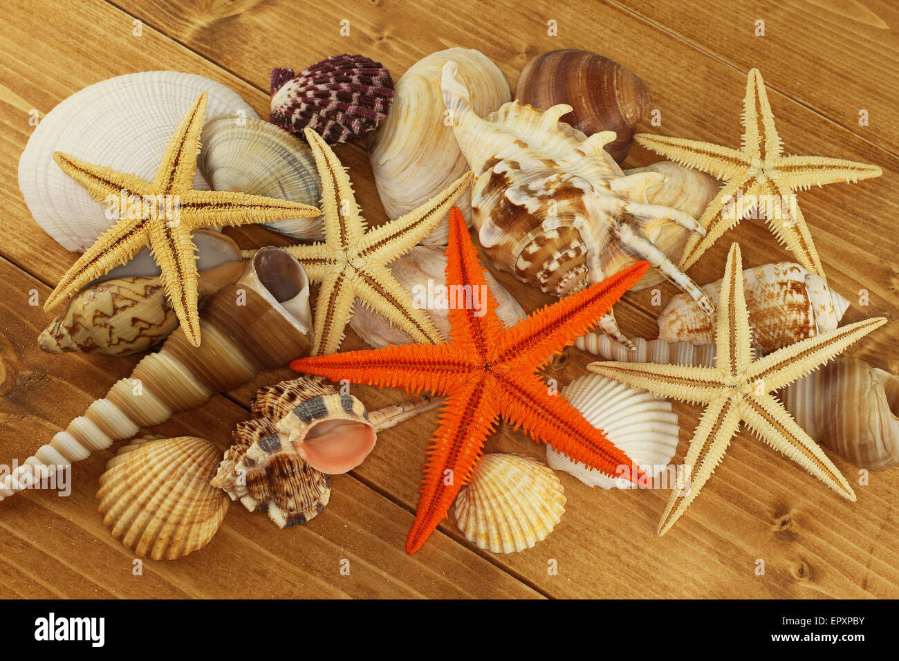 Des coquillages et des étoiles de mer sur fond de bois brun Banque D'Images