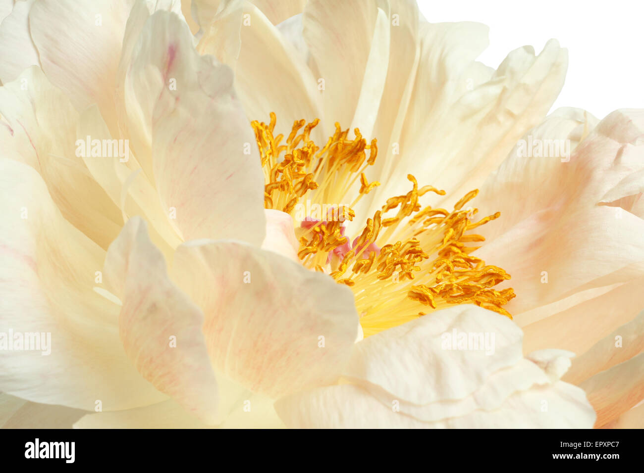 Pivoine beige sur fond blanc Banque D'Images