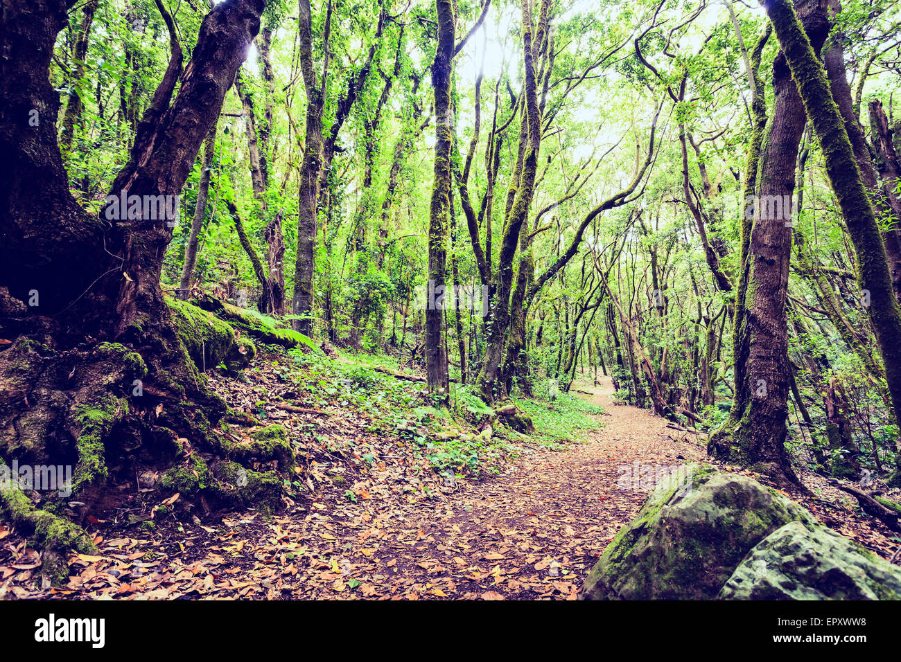 Sentier à travers un paysage magnifique, d'inspiration mystérieuse forêt sombre avec des feuilles vertes. Conte de printemps, un matin magique Banque D'Images