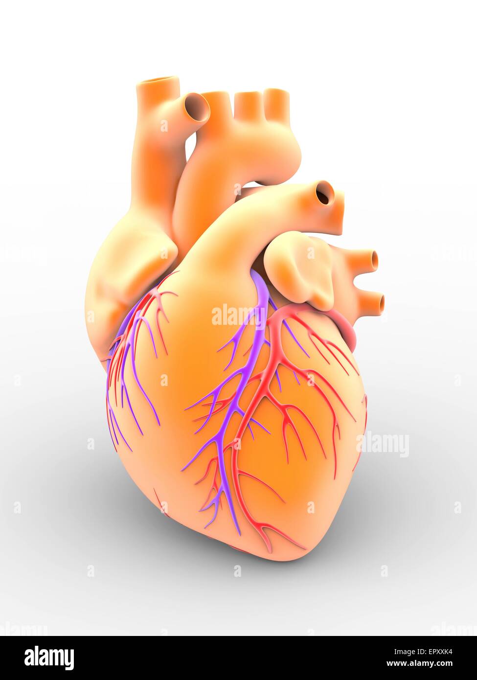 Coeur et des artères coronaires. L'art de l'anatomie externe d'un coeur humain, vu de face. La surface des vaisseaux sanguins sont les artères coronaires (rouge clair) et les veines (violet), ce qui porte le sang oxygéné vers le cœur et dépose le sang désoxygéné Banque D'Images