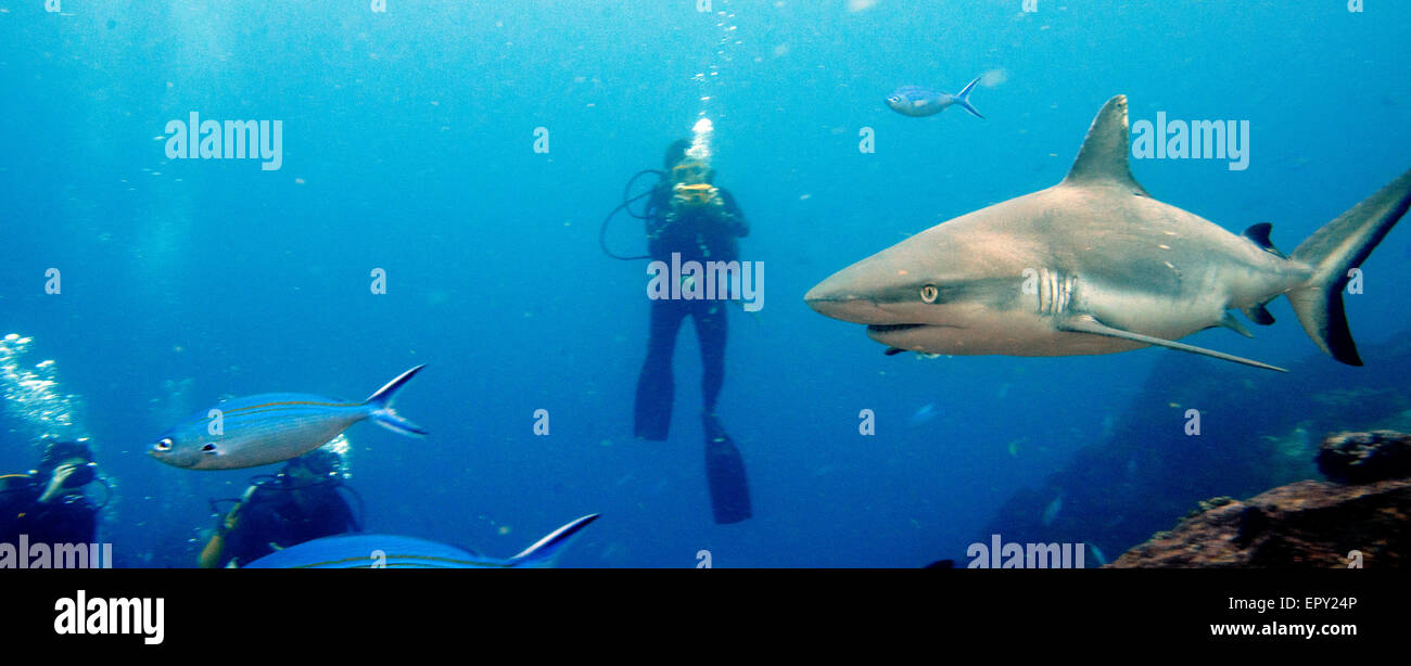 Requin gris de récif (Carcharhinus amblyrhynchos) avec les plongeurs de prendre des photos, les Seychelles Banque D'Images