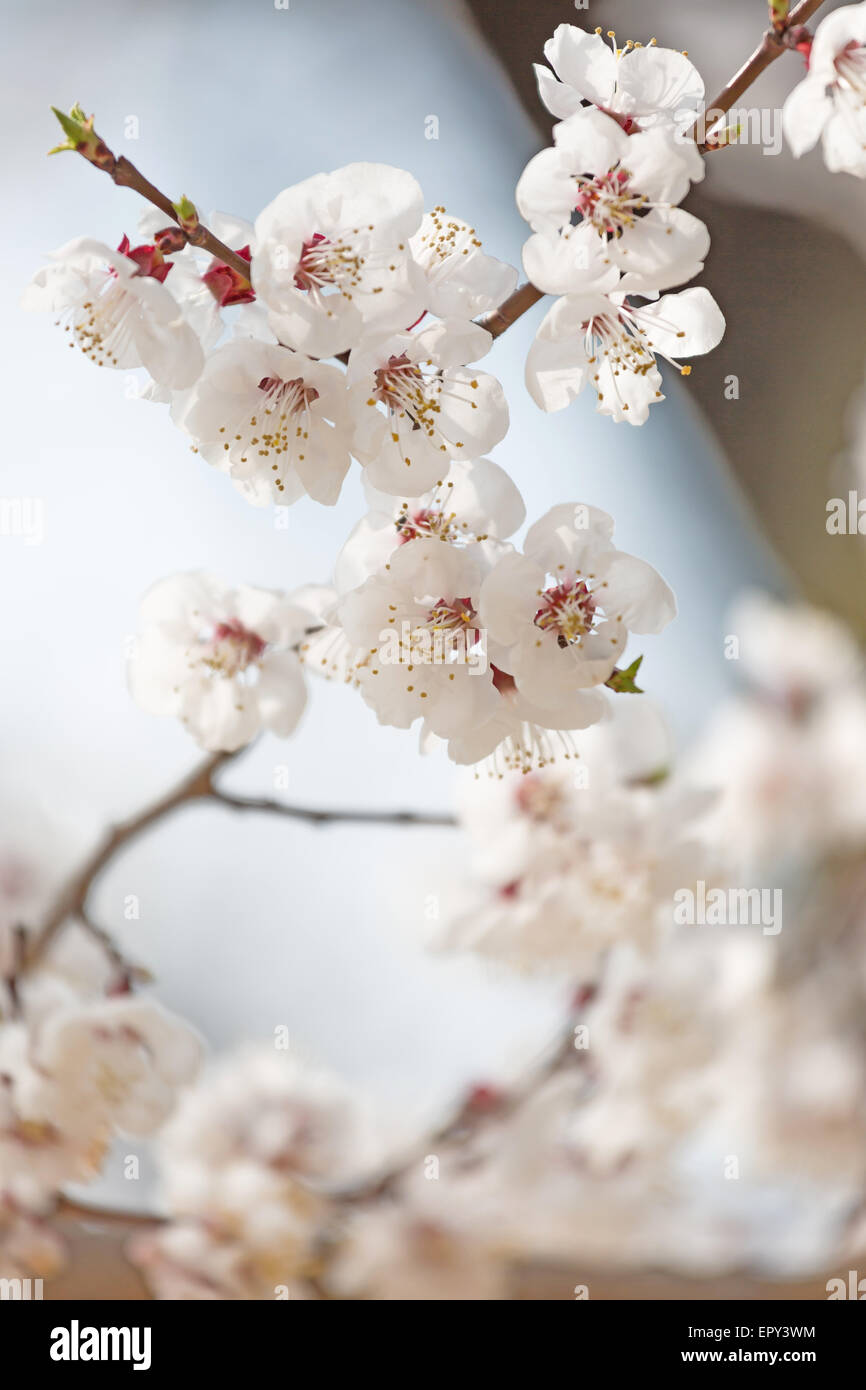 Les cerisiers en fleurs au printemps Banque D'Images