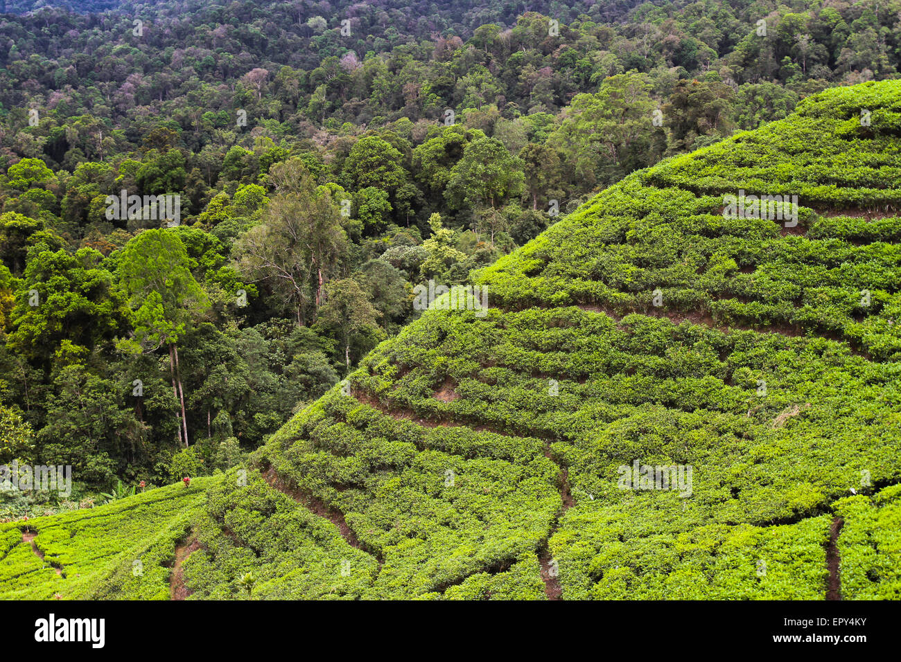 Paysage de plantation de thé près de Gunung Halimun Salak Parc national à Citalahab, Malasari, Nanggung, Bogor, West Java, Indonésie. Banque D'Images