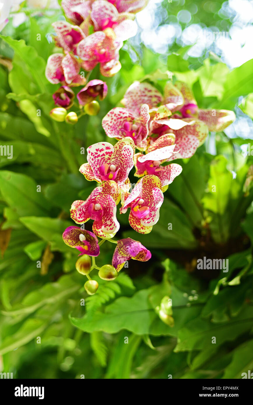 Orchidée Phalaenopsis. Banque D'Images