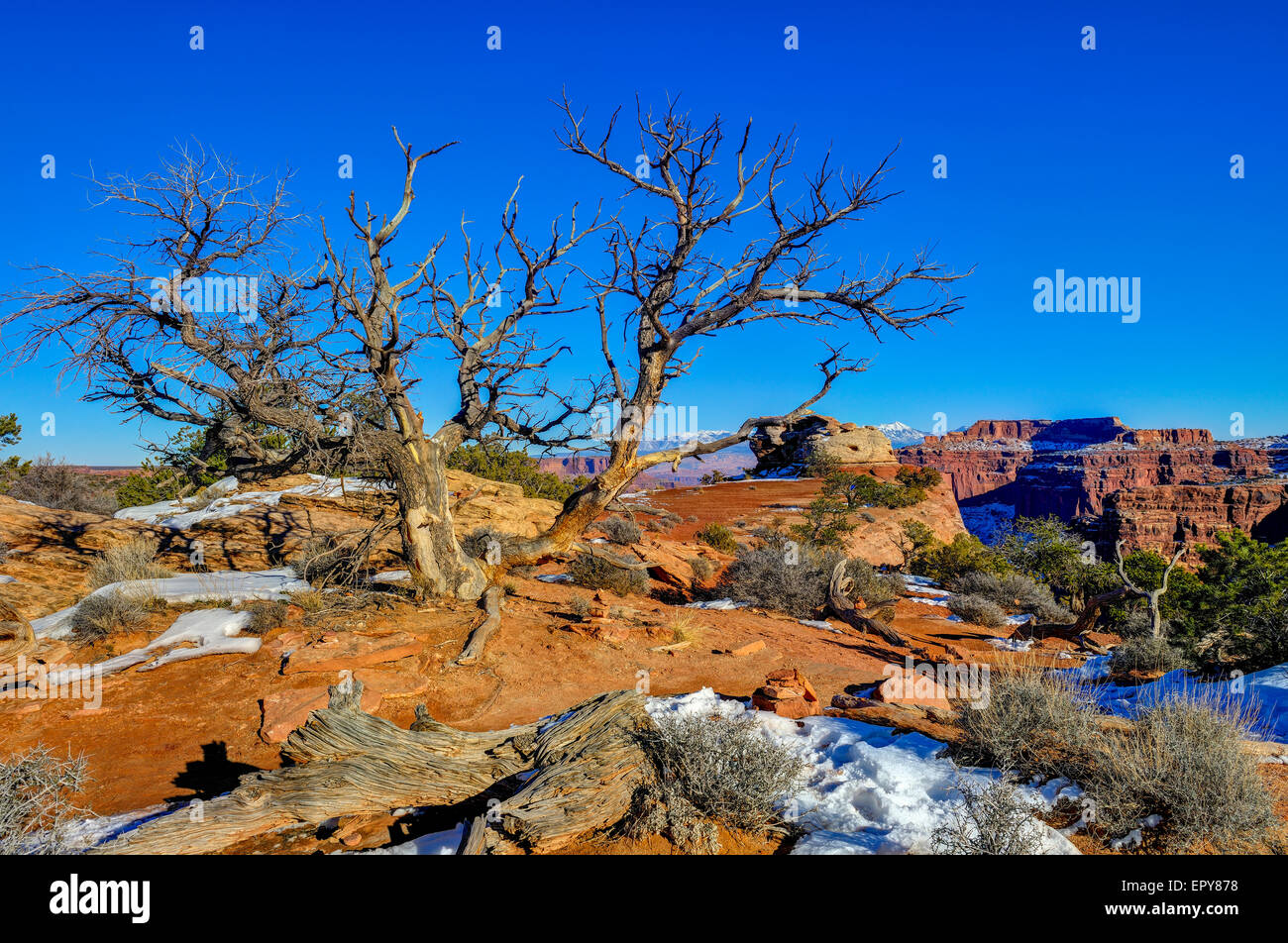 Vieil arbre, île dans le ciel Banque D'Images