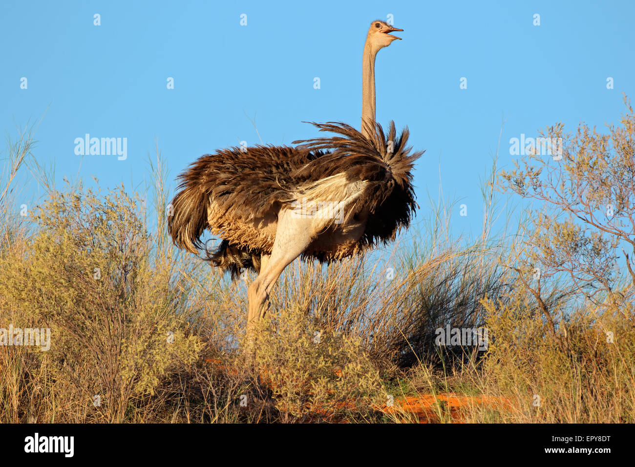 Autruche femelle (Struthio camelus), désert du Kalahari, Afrique du Sud Banque D'Images
