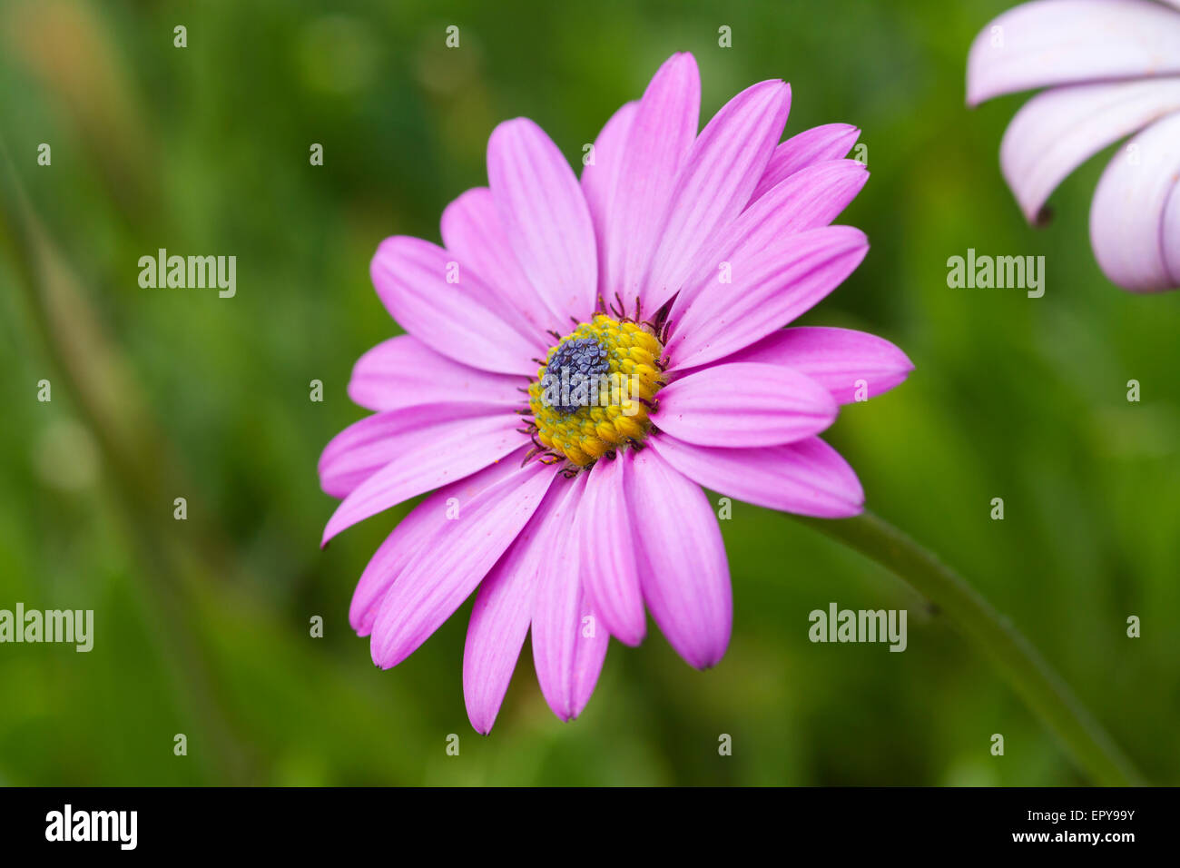 Daisy rose avec un fond vert Banque D'Images