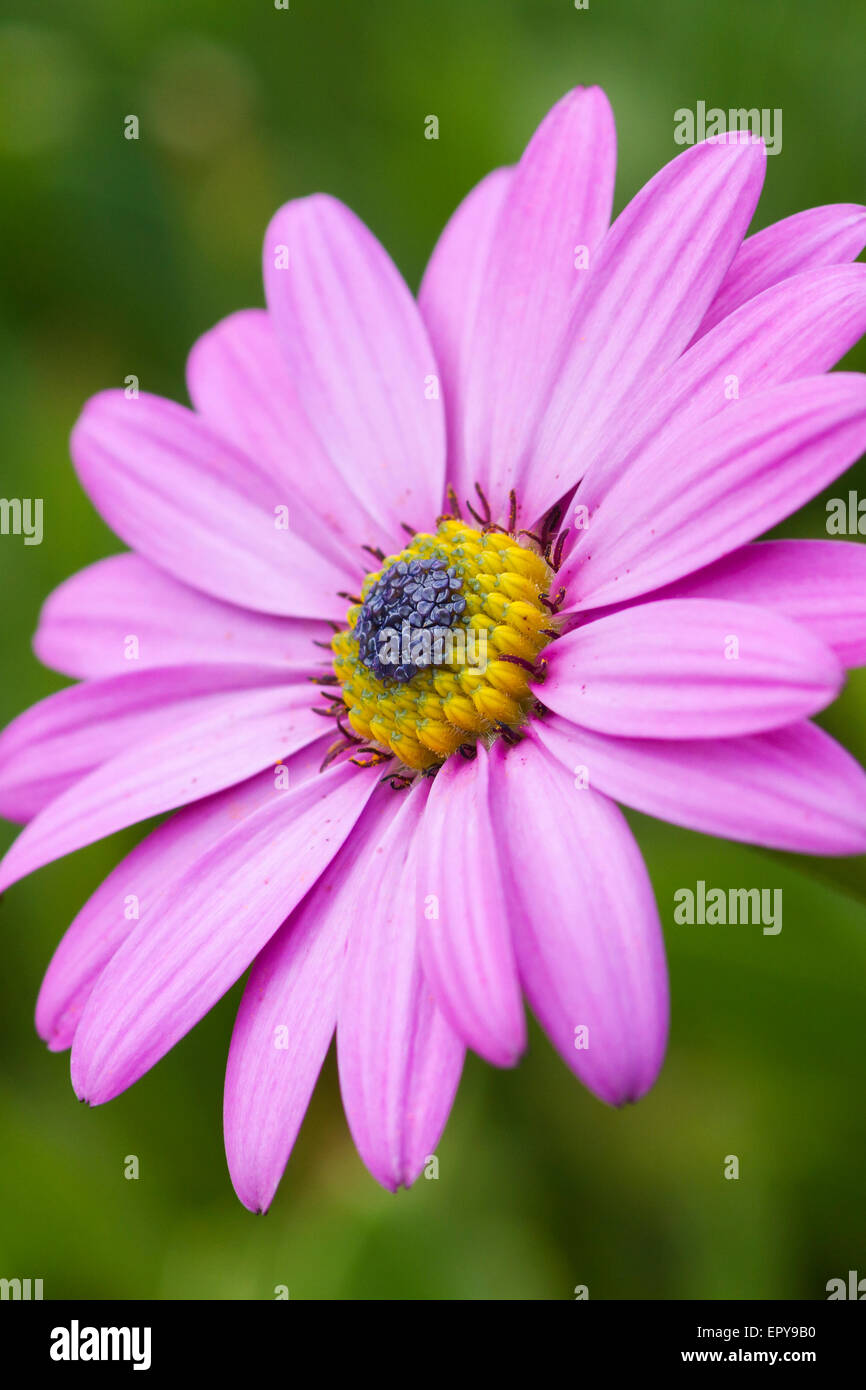 Daisy rose avec un fond vert Banque D'Images