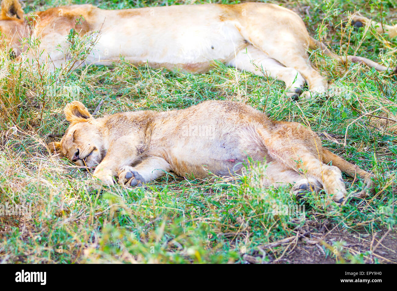 Cute lion dort sur le dos après repas Banque D'Images