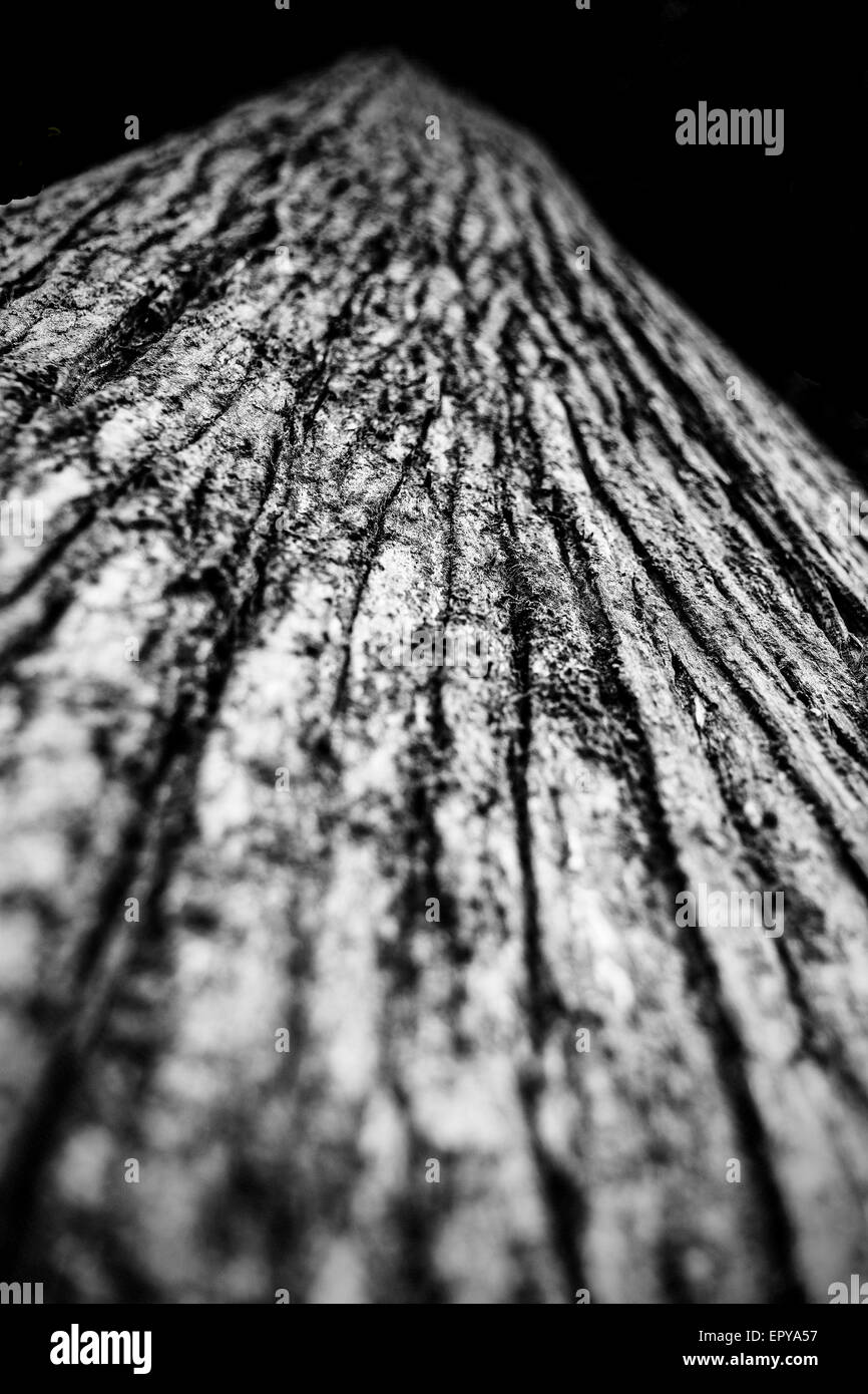 Tronc d'arbre close up Banque D'Images
