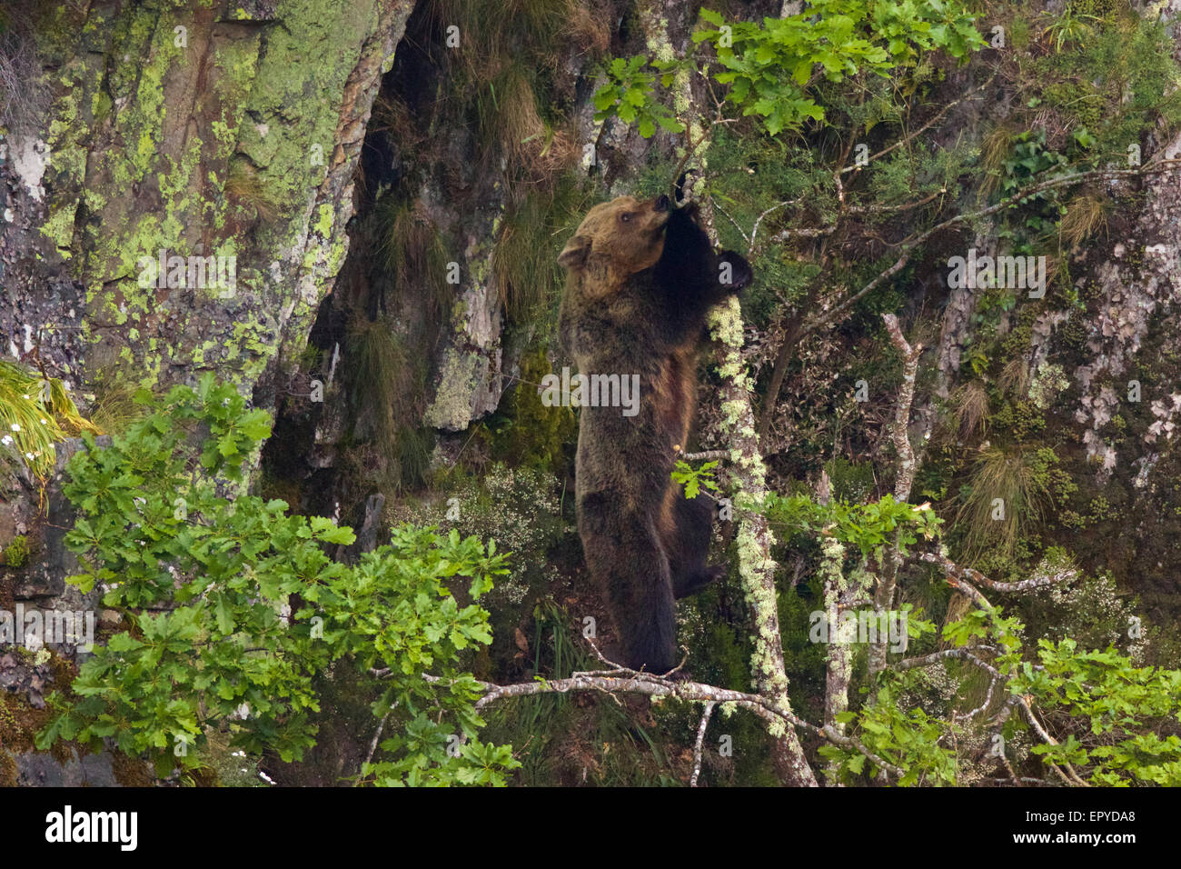 Un Ours brun (Ursus arctos) femme debout sur un chêne, la navigation sur les nouvelles feuilles. Montagnes de Cantabrie, Asturies, Espagne. Banque D'Images