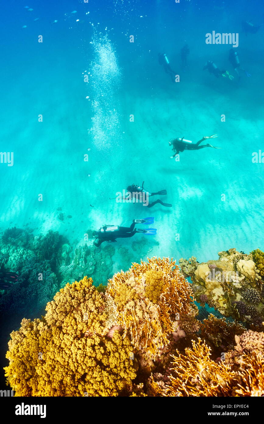 Groupe de plongeurs sous l'eau, le récif de Marsa Alam, Red Sea, Egypt Banque D'Images