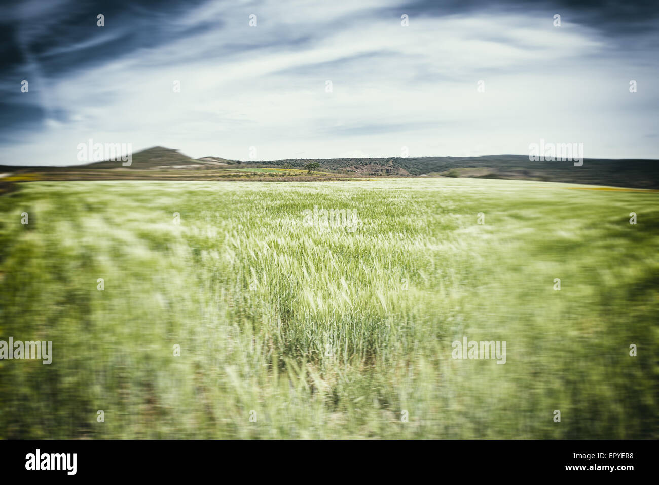 Blé vert de mer. En face d'un champ de blé en un jour nuageux Banque D'Images