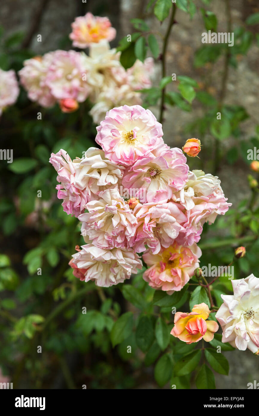 Jolie rose et blanc, froufrous roses anciennes la floraison en été, Lacock, UK Banque D'Images