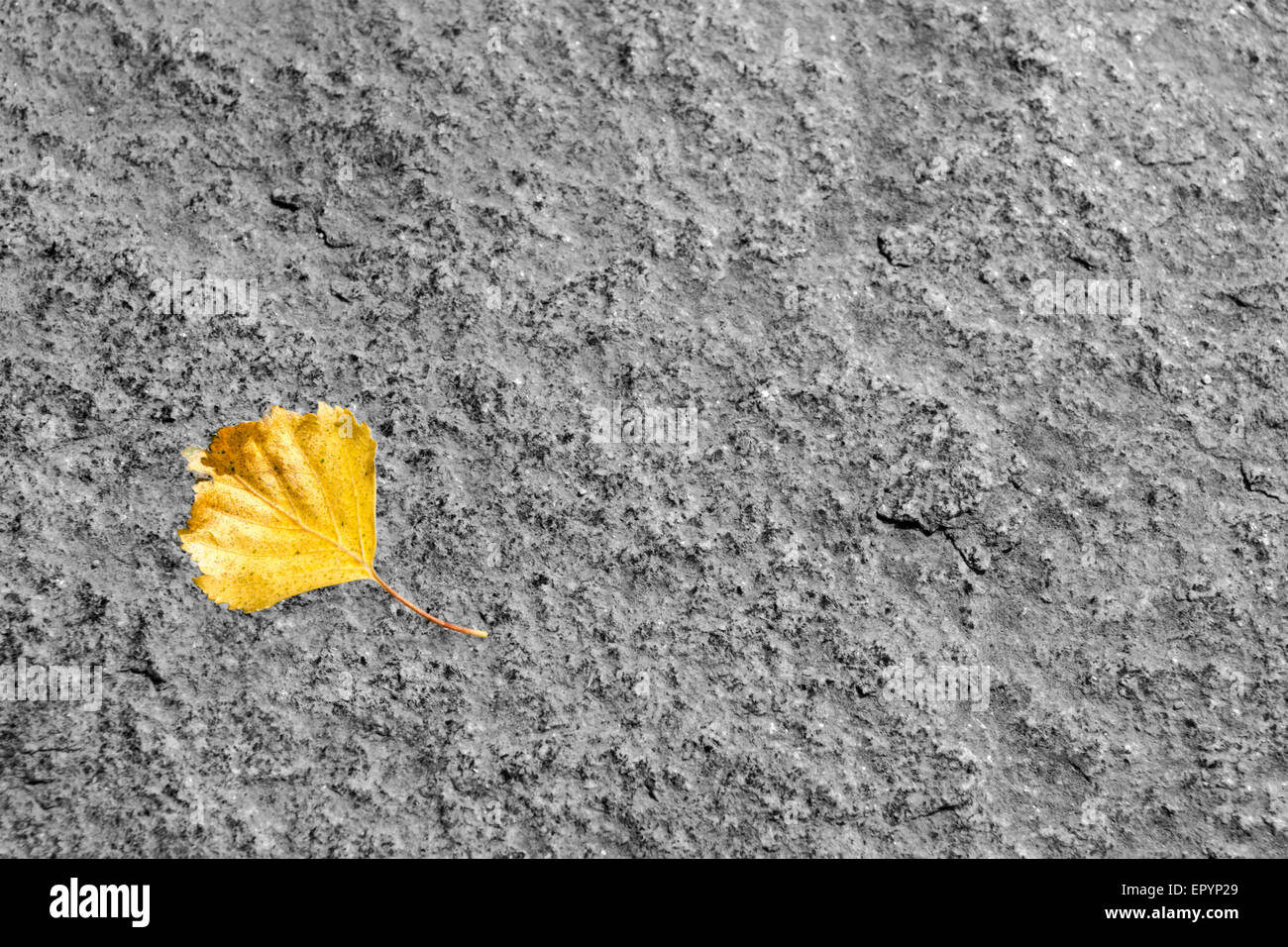 Feuille jaune sur une pierre dans la saison d'automne Banque D'Images
