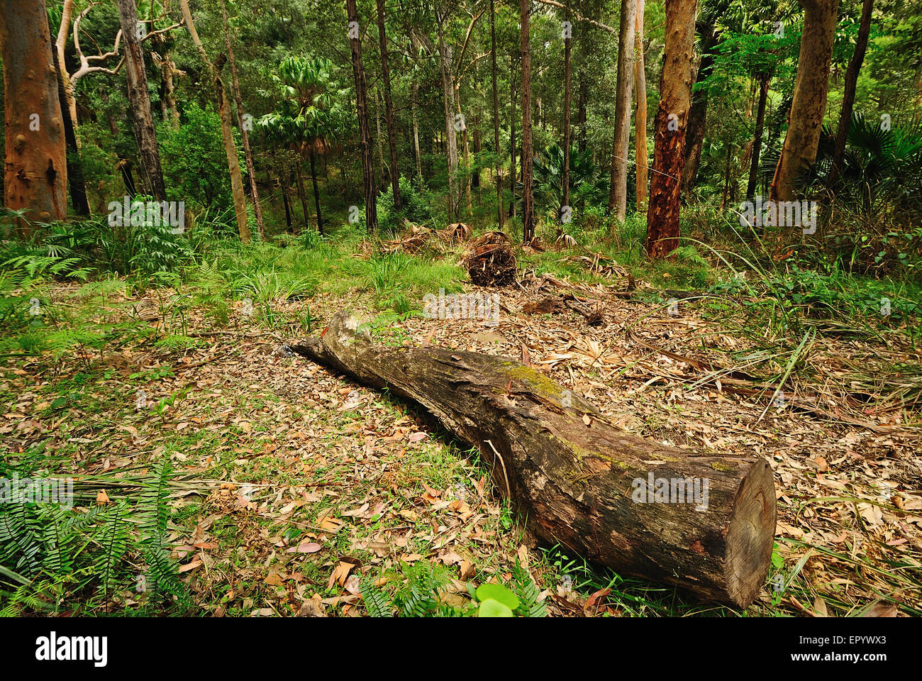 Australian bush forêt avec arbres et plantes vertes Banque D'Images