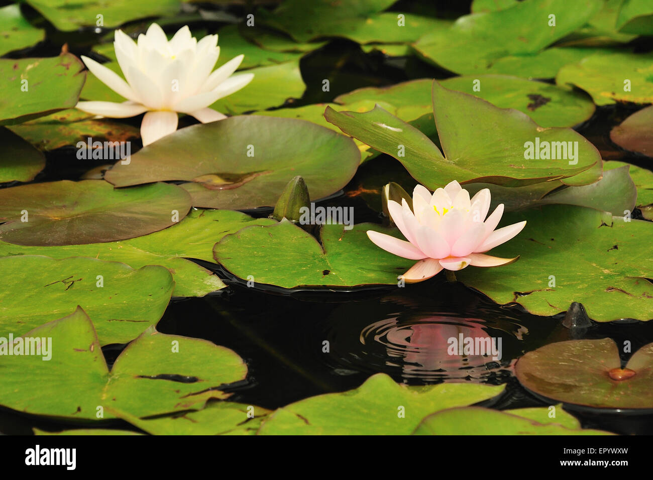 Water Lily close up dans l'étang avec feuille verte Banque D'Images