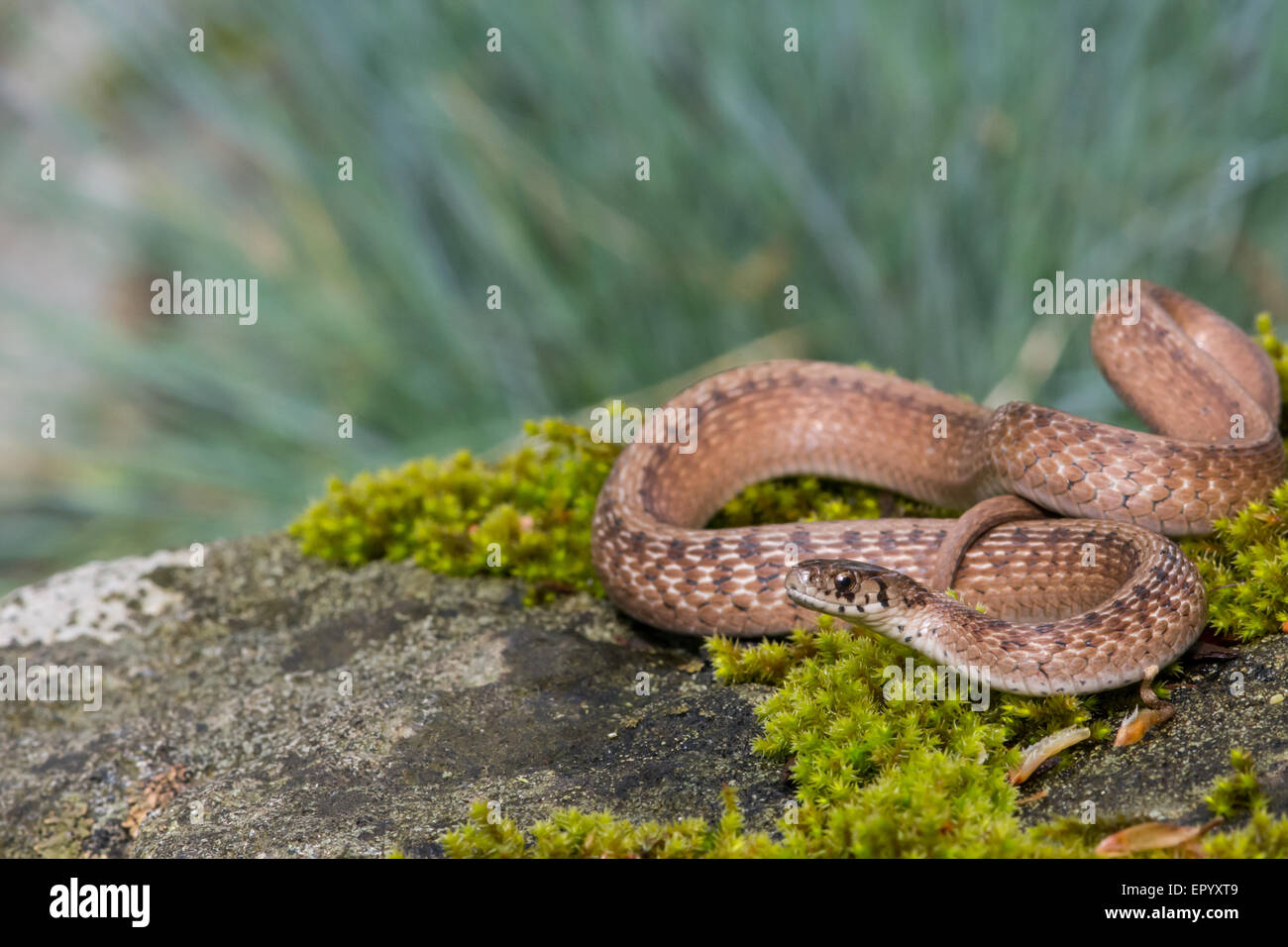 Serpent brun au soleil sur un rocher moussu. Banque D'Images