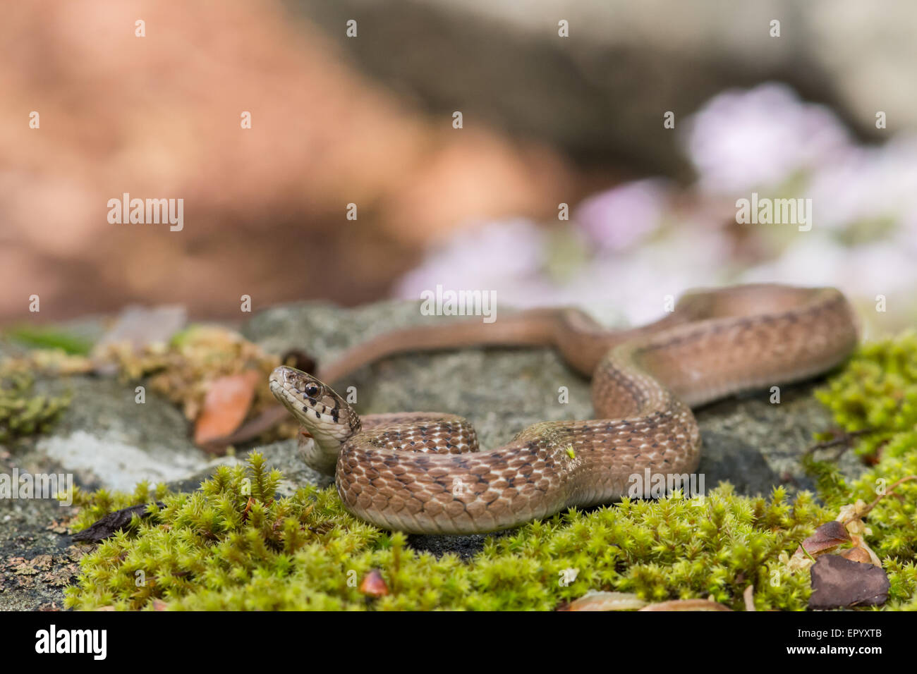 Serpent brun au soleil sur un rocher moussu. Banque D'Images