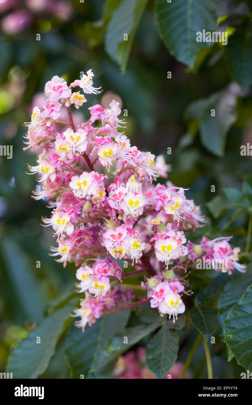 Aesculus hippocastanum fleur. Le marronnier d'arbre en fleur. Banque D'Images