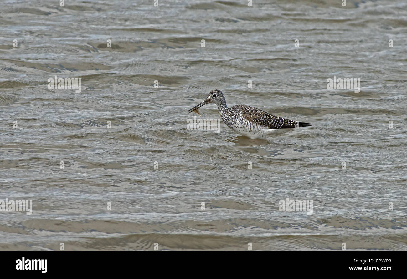 Plus Yellowlegs-Tringa melanoleuca. Havre Titchfield National Nature Reserve, England, UK, FR. Au printemps. Banque D'Images