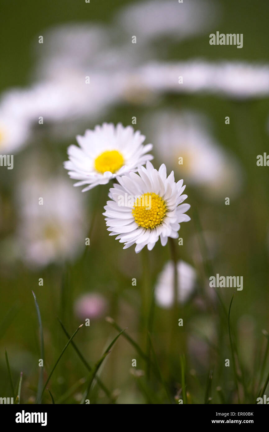 Bellis perennis. Les marguerites dans le jardin. Banque D'Images