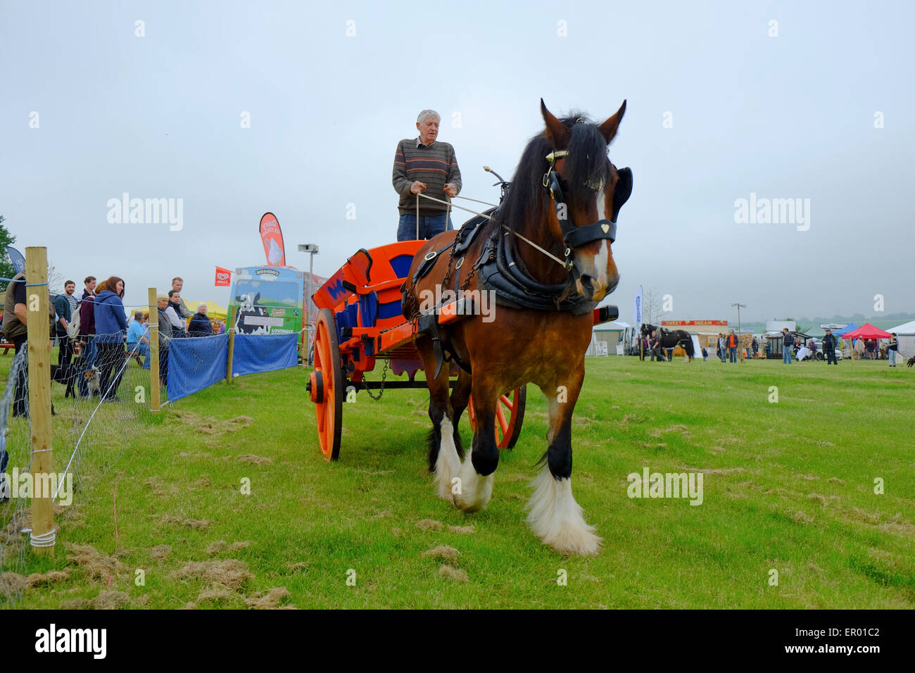 Shire Horse pulling panier à Hertfordshire County Show , Redbourn, Hertfordshire, Angleterre Banque D'Images