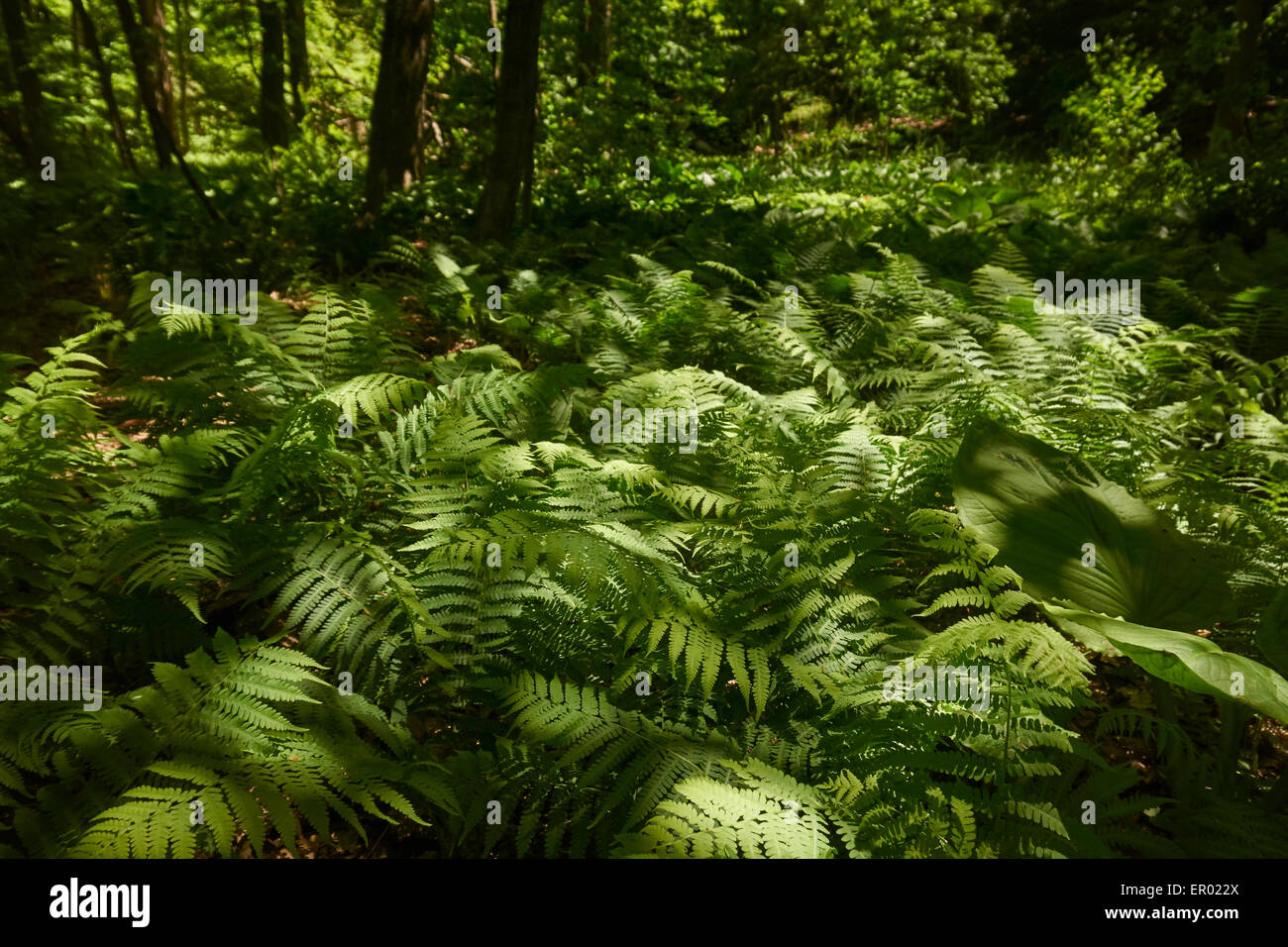 Forêt de feuillus mixtes au début de l'été, la montagne du Sud, réservation Millburn, New Jersey, USA Banque D'Images