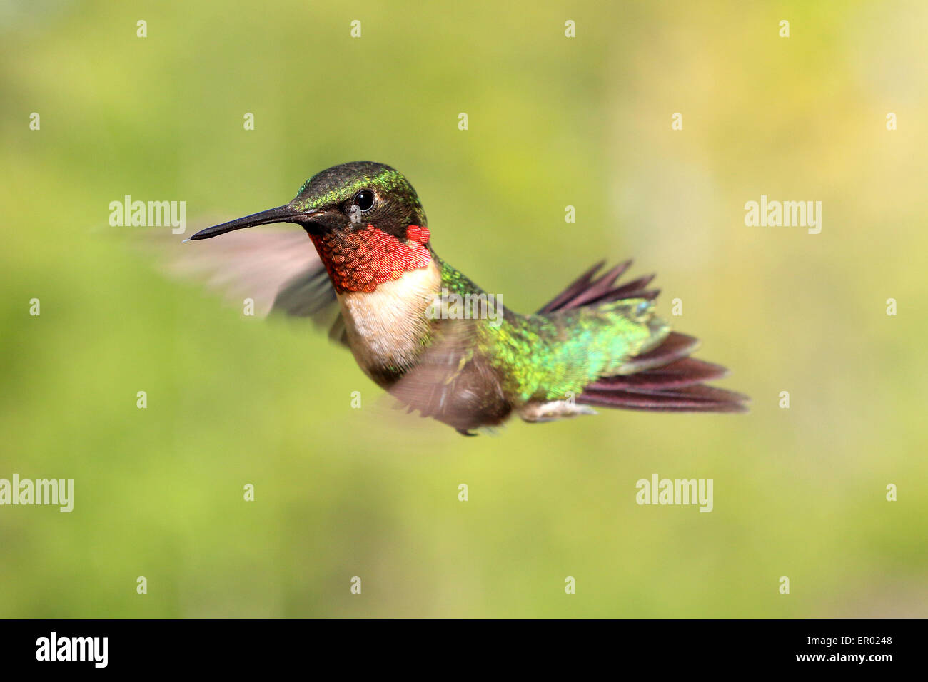 Ruby-throated Hummingbird Archilochus colubris, homme, déploiement de la gorge rouge. Banque D'Images