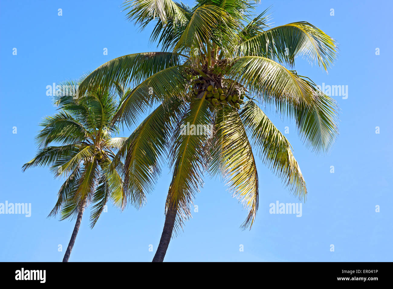Les cocotiers sur fond de ciel bleu. Banque D'Images