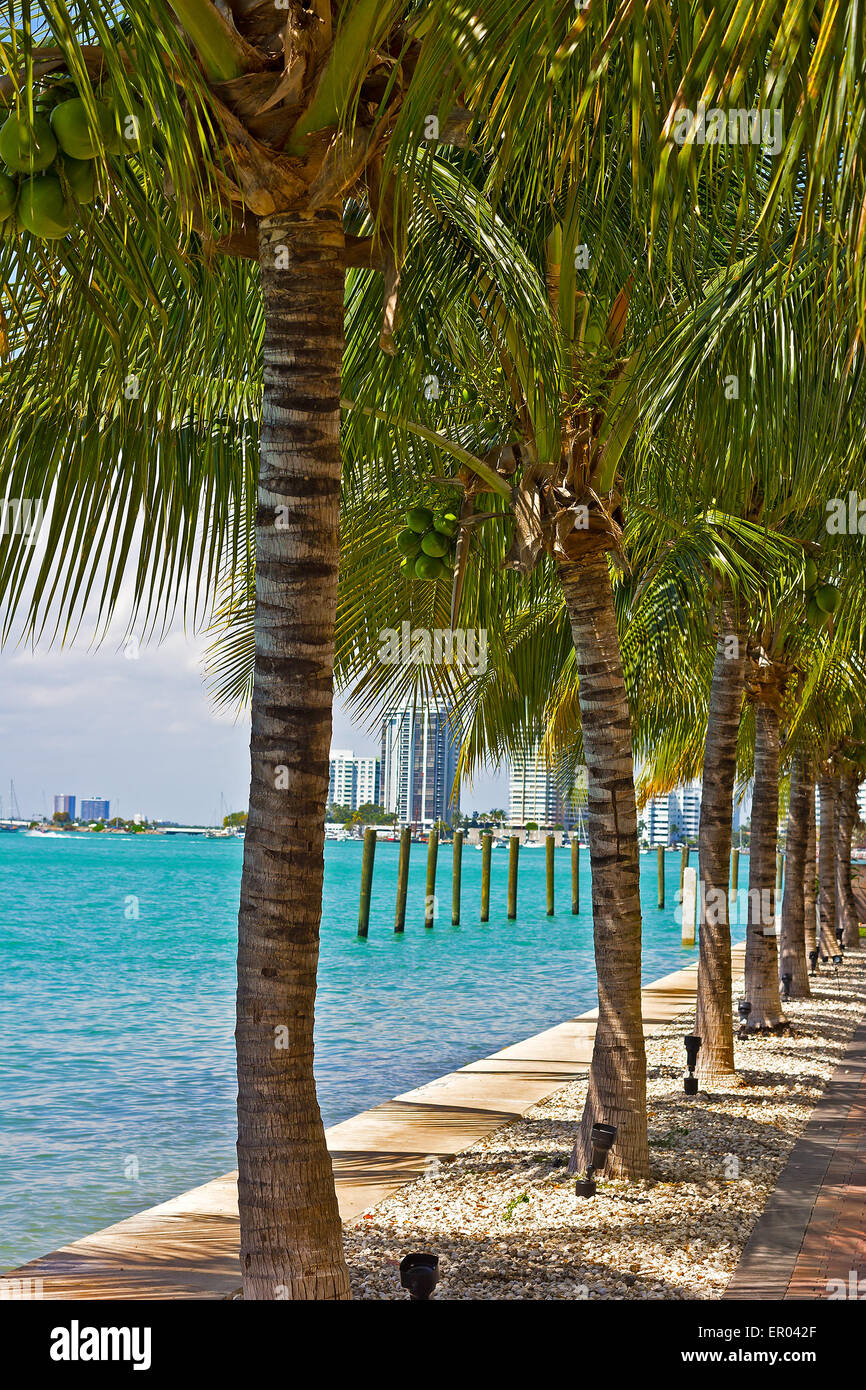 Rangée de palmiers le long de voie navigable dans Miami Beach, en Floride. Banque D'Images