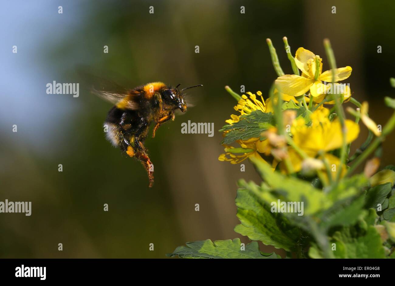 Vol d'abeilles de fleur en fleur le pollen comptable Banque D'Images