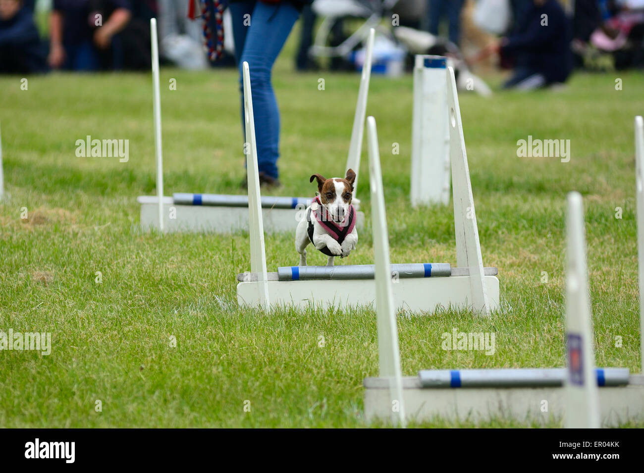 Petit chien saute haies Hertfordshire County Show, en Angleterre. Banque D'Images