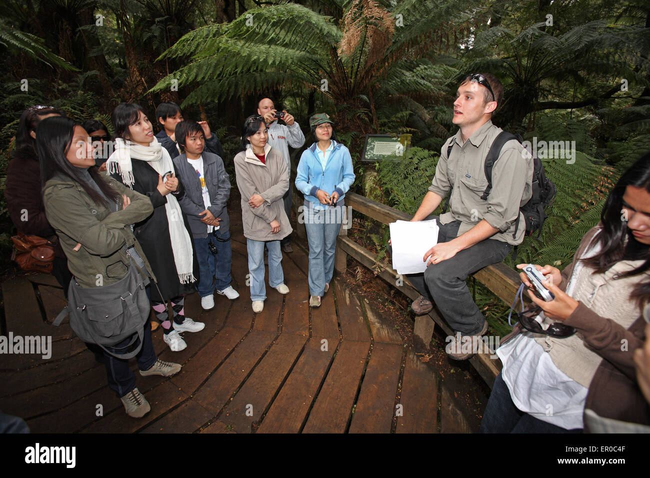 Guide à Maits Rest Rainforest à pied. L'Otway's, Victoria, Australie. Banque D'Images