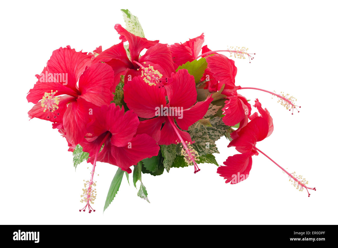 Hibiscus chinois ou 'Chine' Fleur Rose, isolé sur fond blanc et clipping path Banque D'Images