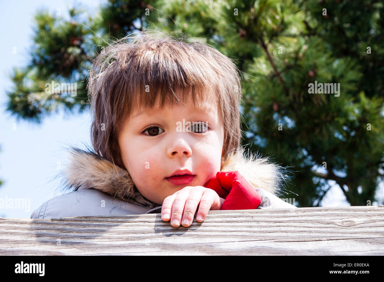 Une photo de tête et d'épaule d'un jeune enfant de 3-4 ans, avec des joues rouges, portant un manteau d'hiver avec un col en fourrure, regarde une clôture en bois au spectateur. Banque D'Images