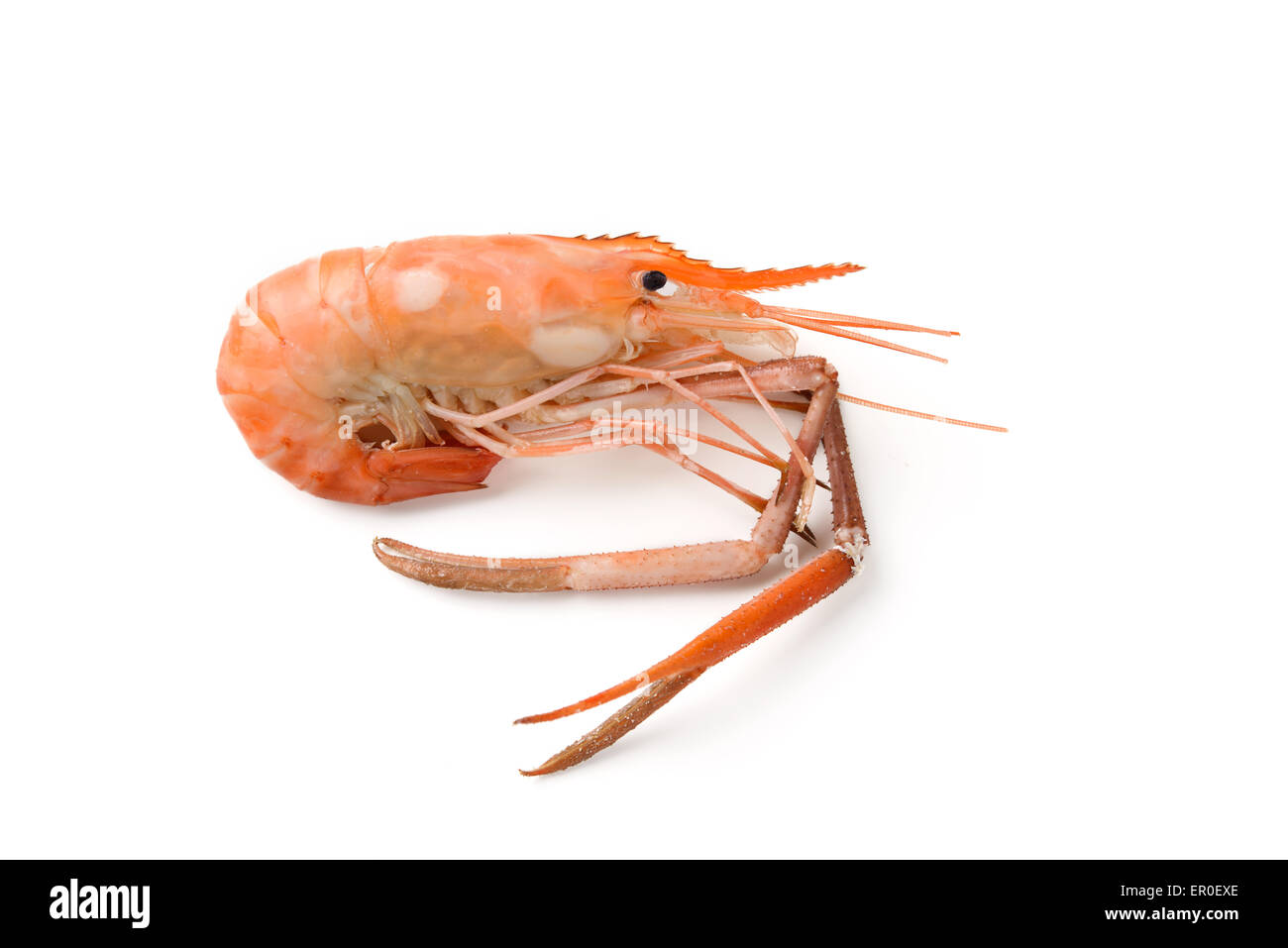 Crevettes bouillies river isolated on white Banque D'Images