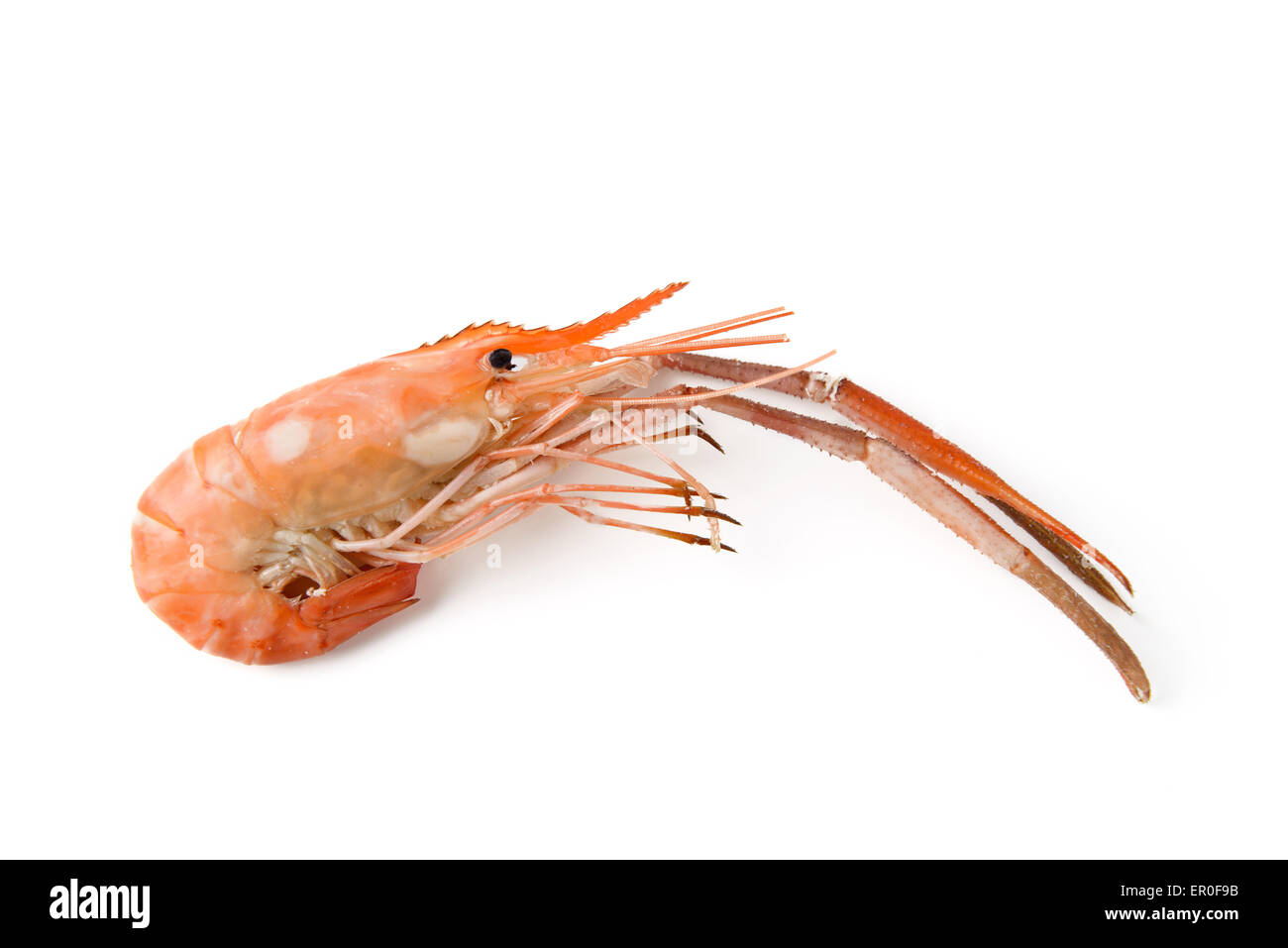 Crevettes bouillies river isolated on white Banque D'Images