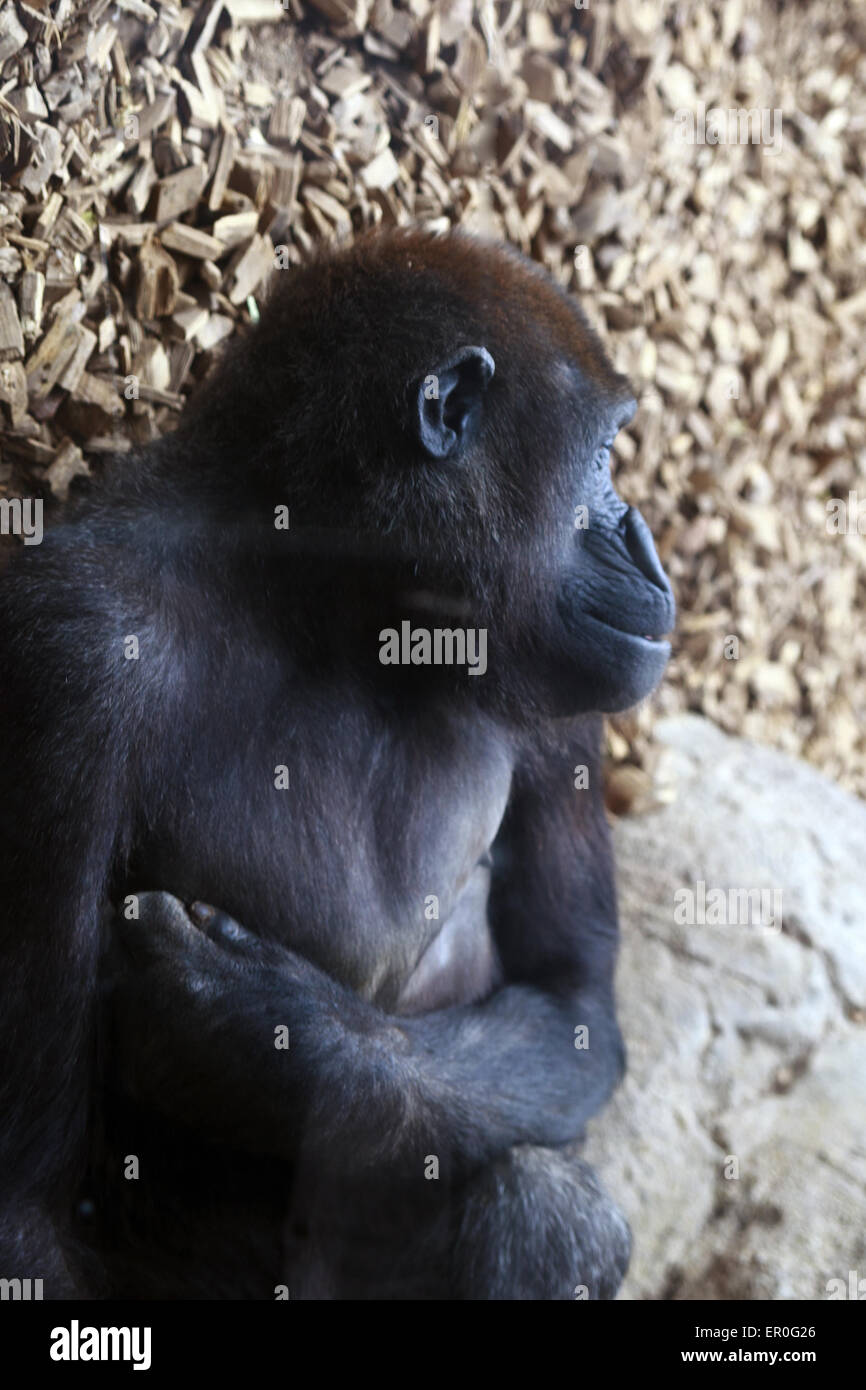 Bébé Gorille au Bioparc Valencia Banque D'Images