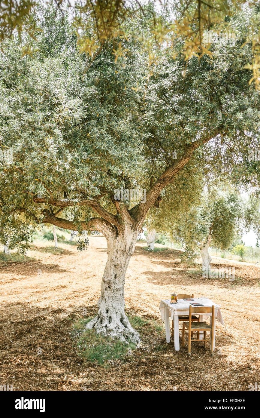 Le tableau à l'ombre d'oliviers dans un restaurant de luxe de l'île de Lefkada, Grèce Banque D'Images