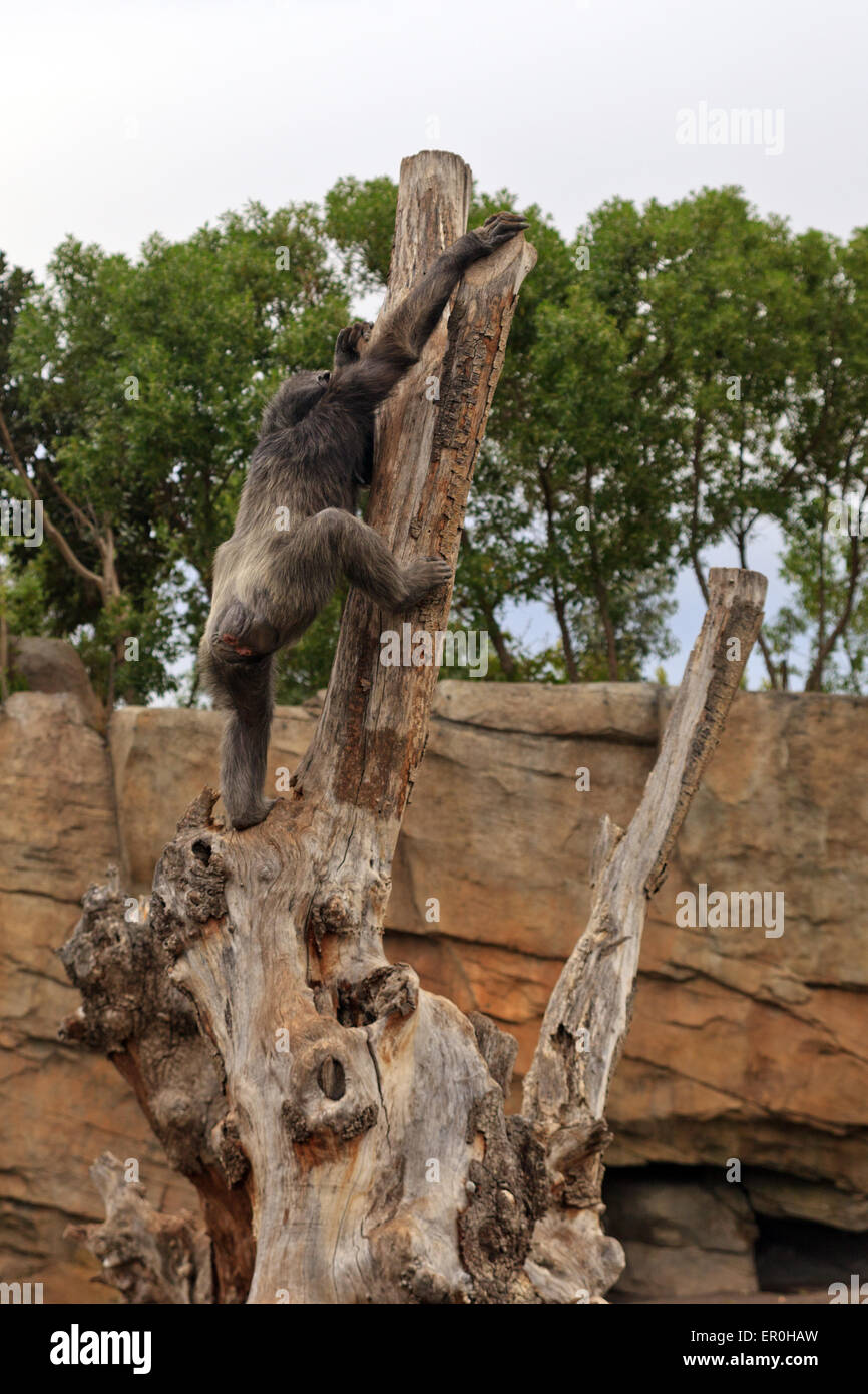 À l'arbre d'escalade chimpanzé Valencia Bioparc Banque D'Images