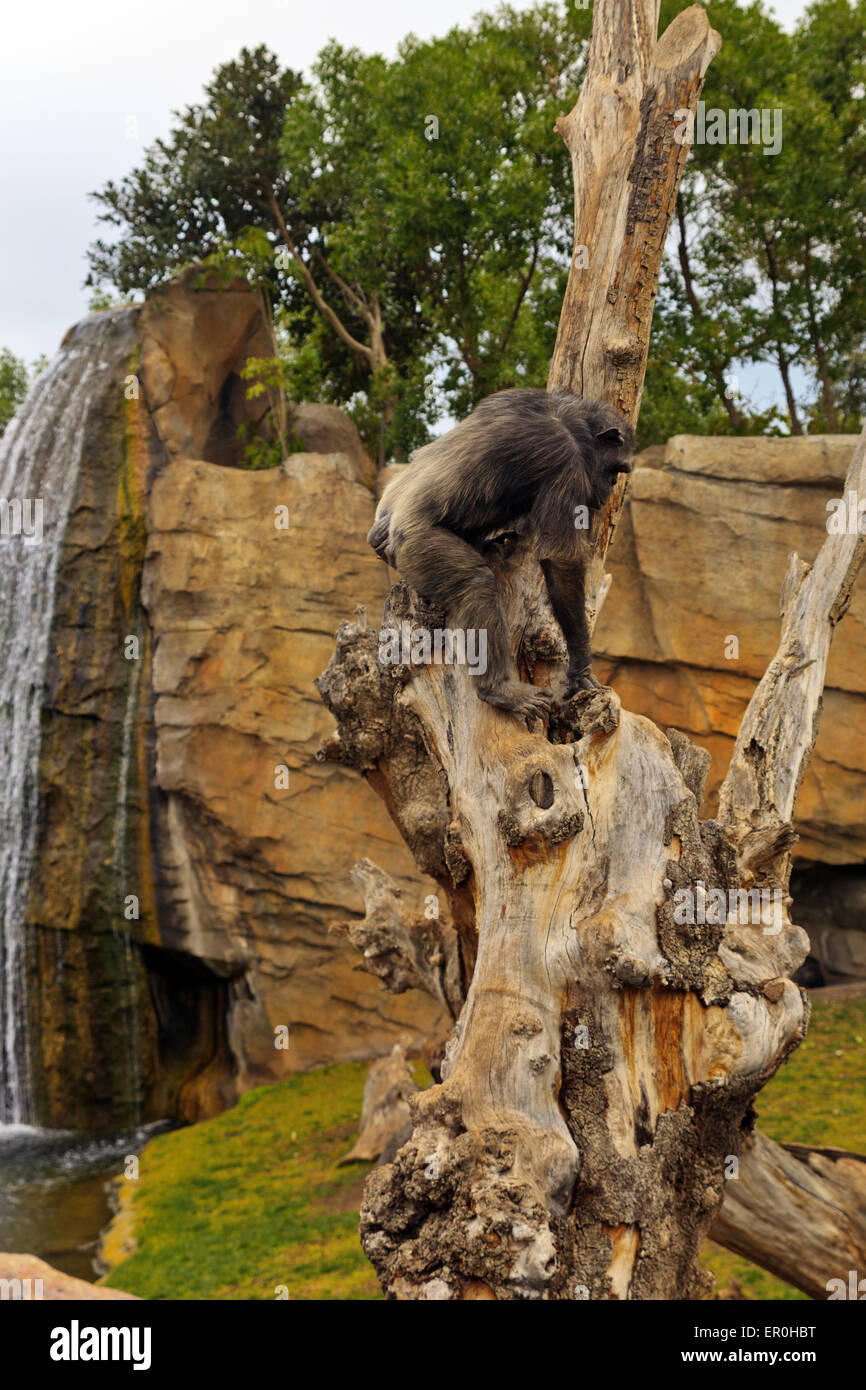 À l'arbre d'escalade chimpanzé Bioparc Banque D'Images