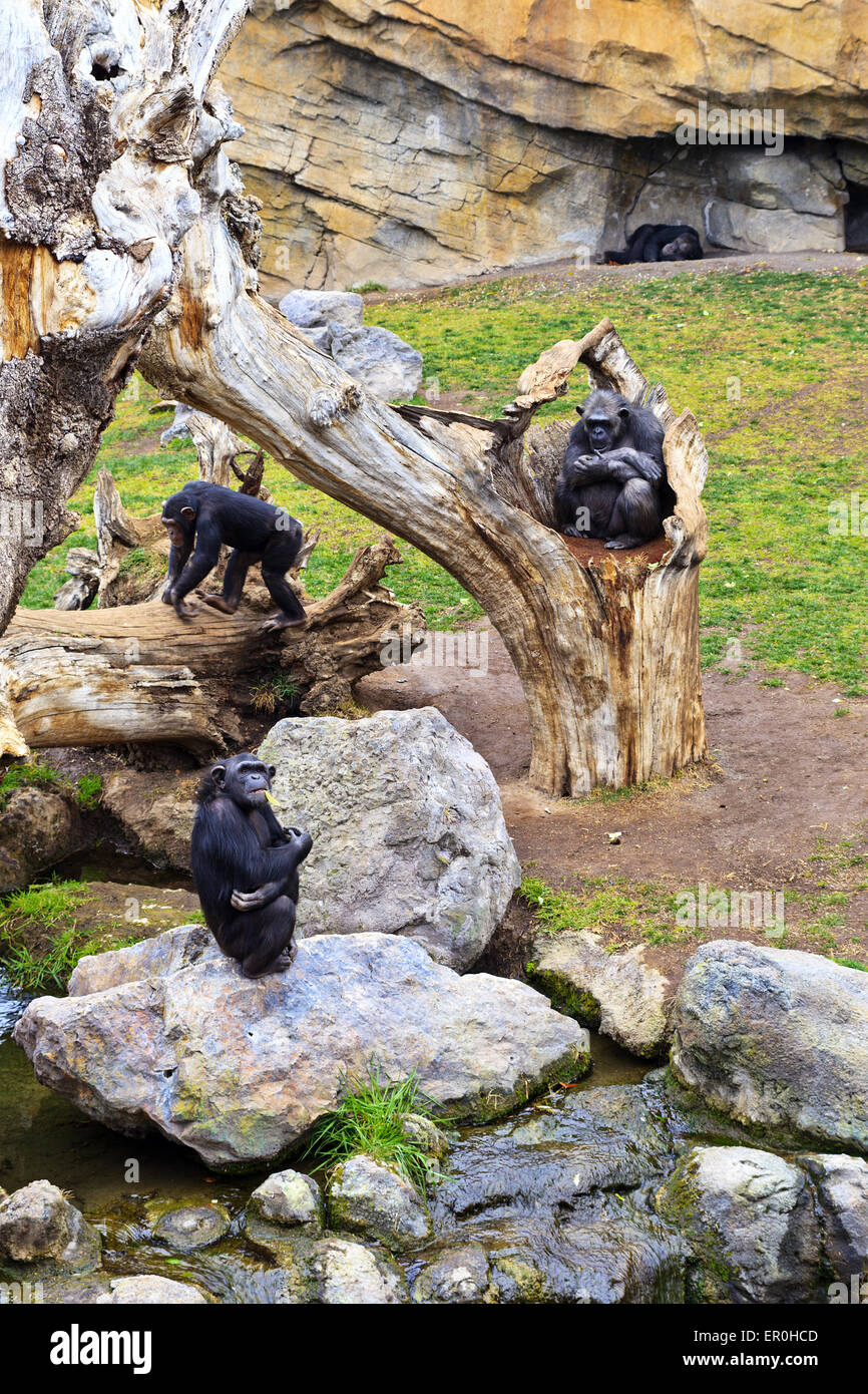 Les chimpanzés au Bioparc Banque D'Images