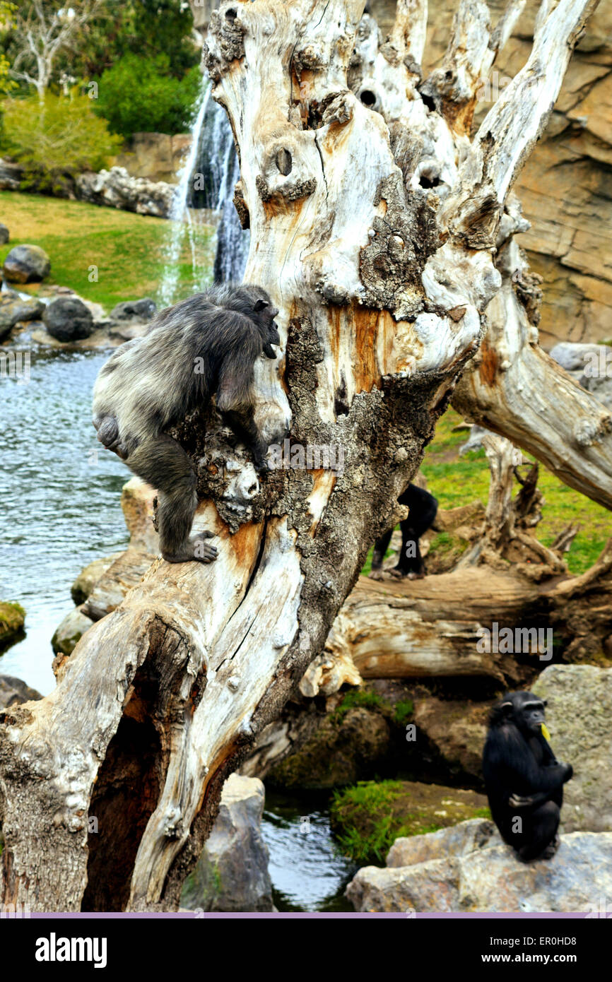 Les chimpanzés au Bioparc Banque D'Images